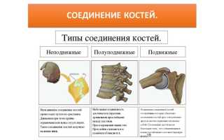 Кости человека, имеющие полуподвижные сочленения