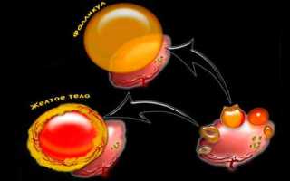 Виды желтого тела в яичнике