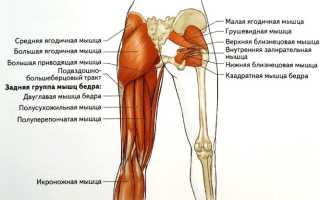 Бедро человека: строение