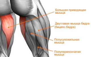 Где находится бедро у человека