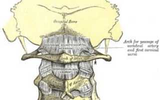 Анатомия атлантозатылочного сустава человека