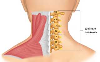 Шейный отдел позвоночника человека