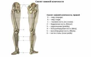 Анатомия ног человека